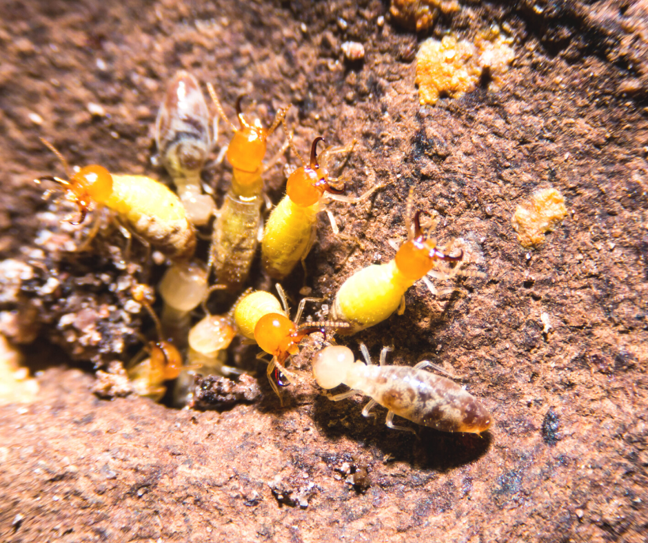 burst a bug_images (3)